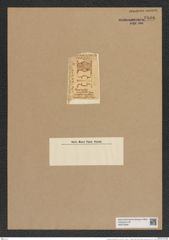 Hemiaulus punctatus Grev. (de-Toni-Nr.: Genus 117, Species 3387) Zeichnungen Sammlung Grunow Nr. 6806 (NHMW-BOT-W0375649)